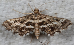 Diasemiopsis leodocusalis