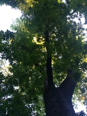 Carya cordiformis