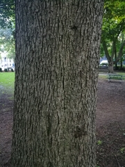 Carya cordiformis