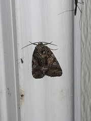 Chytonix sensilis