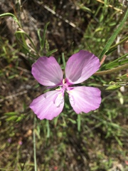 Clarkia dudleyana