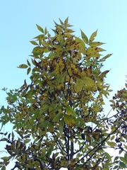 Carya cordiformis
