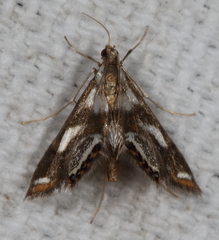 Chrysendeton imitabilis