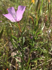 Clarkia dudleyana