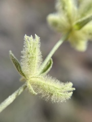 Stachys aurea