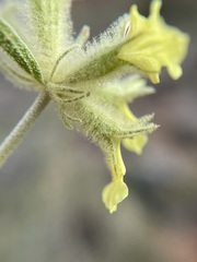 Stachys aurea