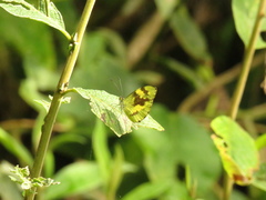 Dismorphiinae