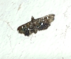 Diathrausta reconditalis