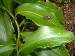 Notocrypta waigensis