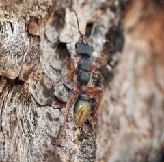 Myrmecia chrysogaster