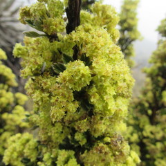 Alchemilla polylepis