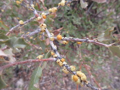 Cerococcus quercus