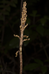 Gastrodia cunninghamii