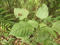 Dendropanax