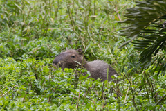 Hydrochoerus hydrochaeris