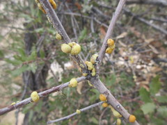Cerococcus quercus