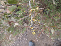 Cerococcus quercus