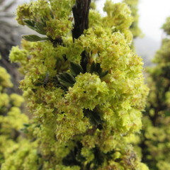 Alchemilla polylepis