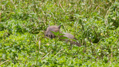 Hydrochoerus hydrochaeris