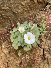 Oxalis annae