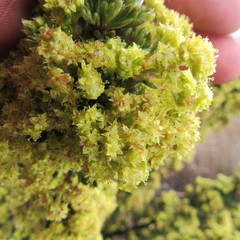 Alchemilla polylepis