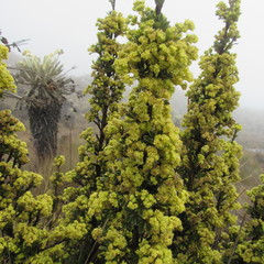 Alchemilla polylepis