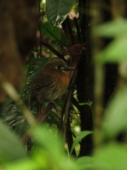 Malacoptila mystacalis
