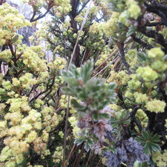 Alchemilla polylepis