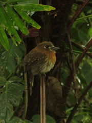 Malacoptila mystacalis