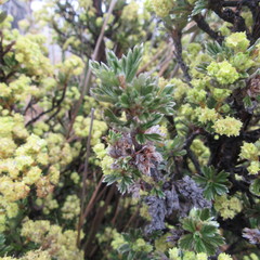 Alchemilla polylepis