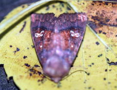 Parapamea buffaloensis