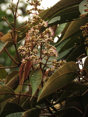 Miconia caudata