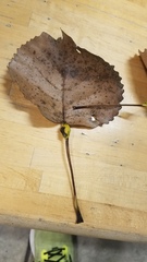 Pemphigus obesinymphae