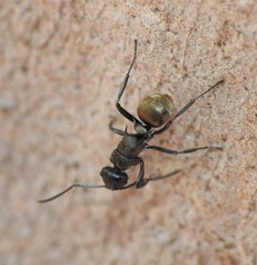 Polyrhachis mjobergi