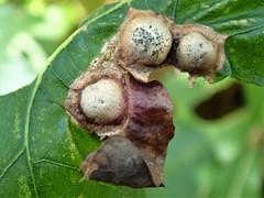 Callirhytis quercusfutilis