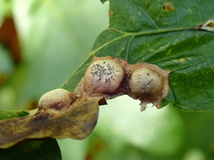 Callirhytis quercusfutilis