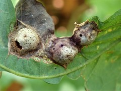 Callirhytis quercusfutilis