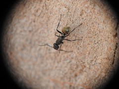 Polyrhachis mjobergi