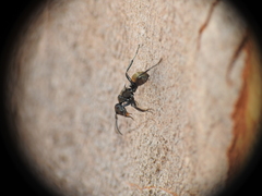 Polyrhachis mjobergi