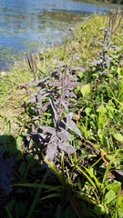 Angiospermae