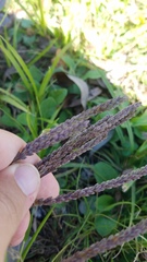 Angiospermae