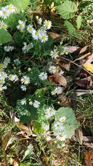 Symphyotrichum pilosum
