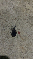 Triatoma gerstaeckeri