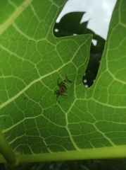 Araneidae