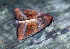 Parapamea buffaloensis