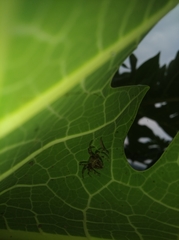 Araneidae
