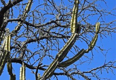 Cereus hildmannianus