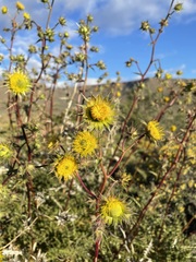 Berkheya glabrata