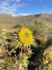 Berkheya glabrata