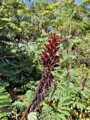 Melianthus